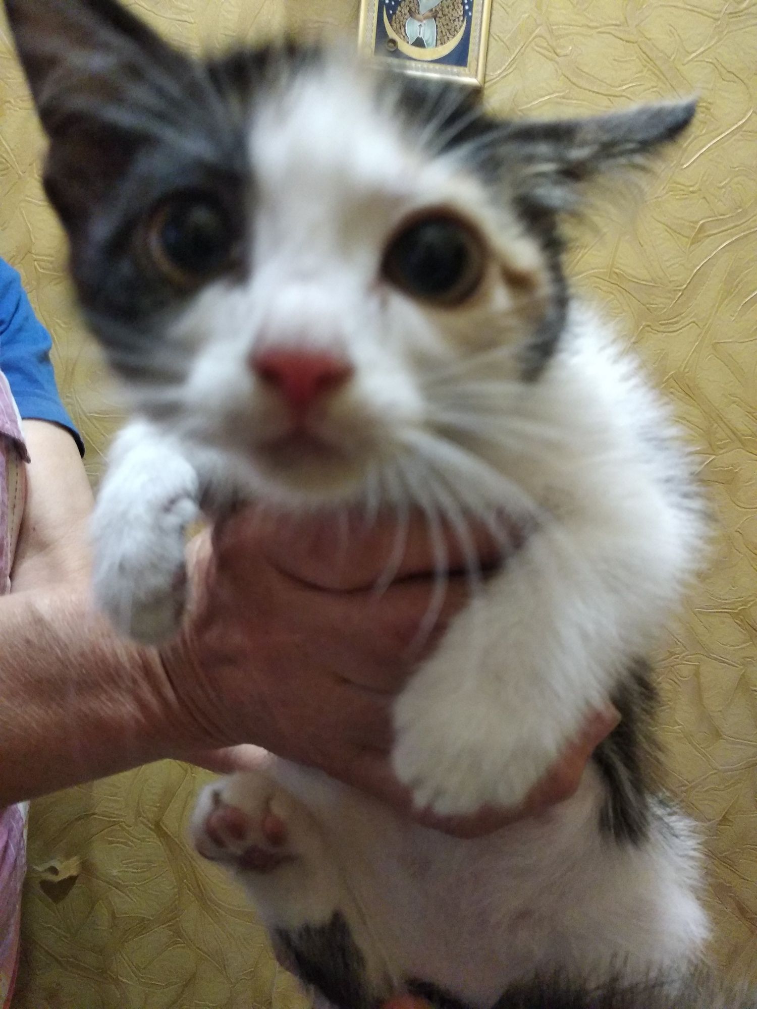 Красивые котята.