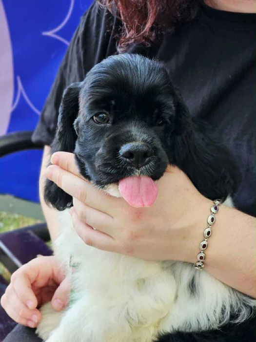 Amerykański cocker spaniel