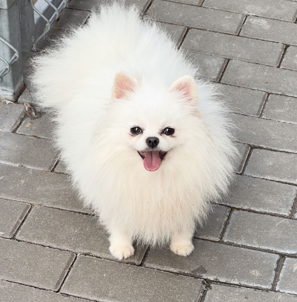 Pomeranian reproduktor