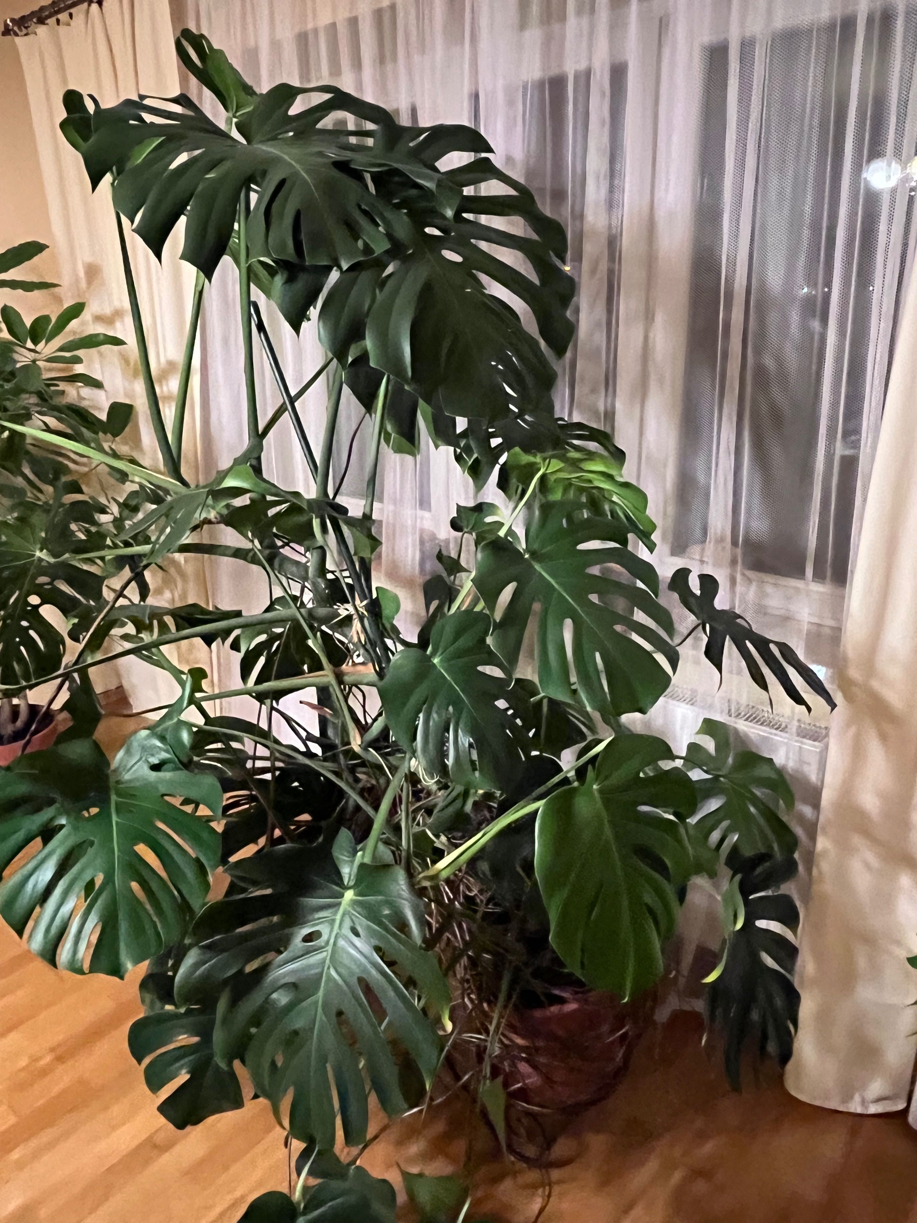 Monstera ok 200 cm wysokosci.