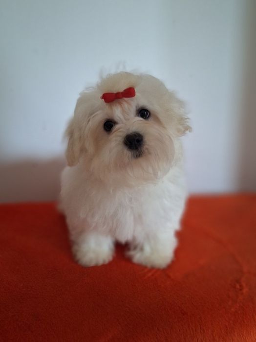 Coton de Tulear FCI (piesek)