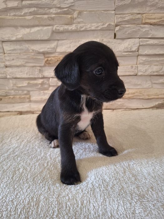 Suczka Cocker Spaniela z kundelkiem