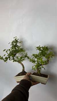 Sageretia bonsai ksztalt S. Super prezent. Twojbonsai.