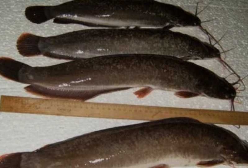 Продам живу рибу та свіжий