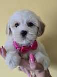 Maltipoo f1 suczka szczeniak metryka unikatowa wyjatkowa suczka