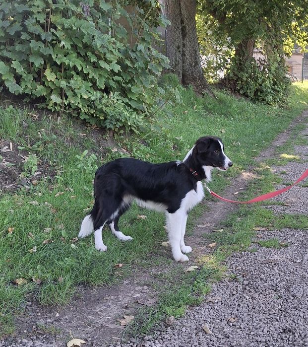 Border collie piesek z metryką ZKwP