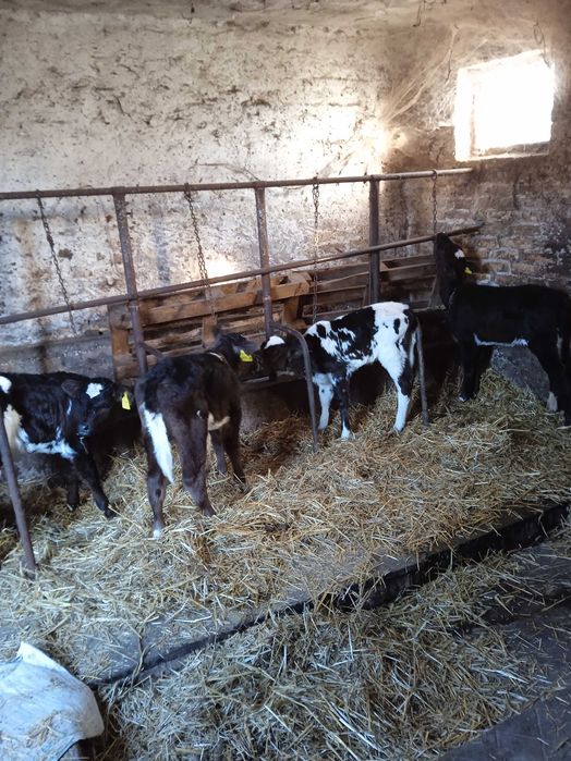 Cielaki MM LM 4 jaloszki 3-4tyg.