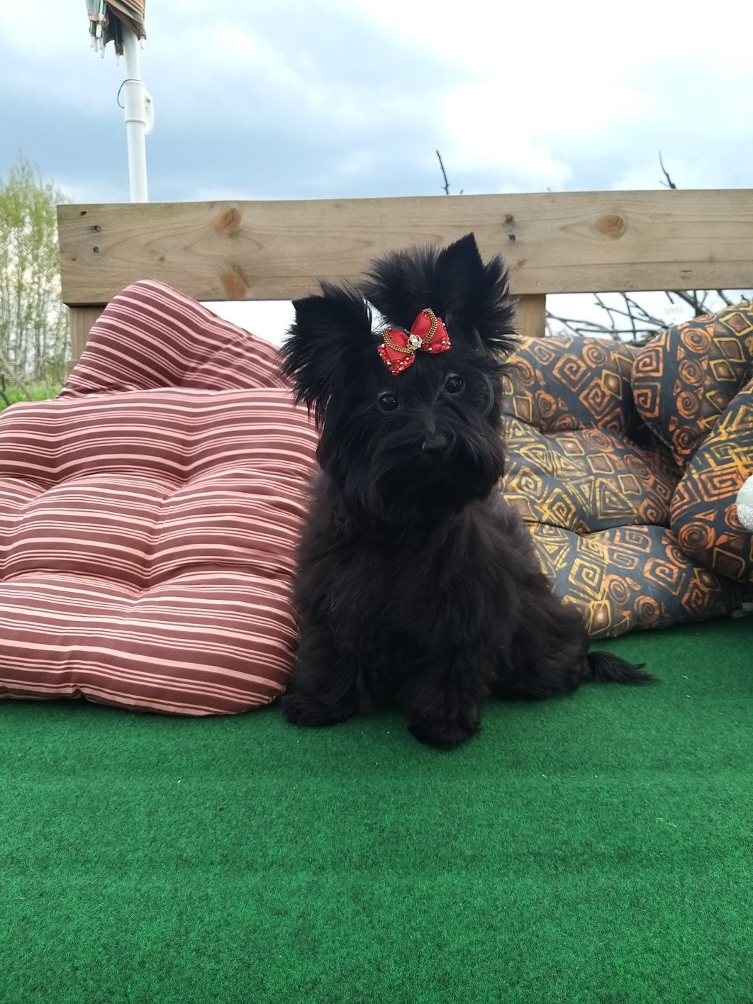 Yorkshire terrier black piesek