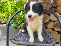 Border Collie Czarno Biały Samiec