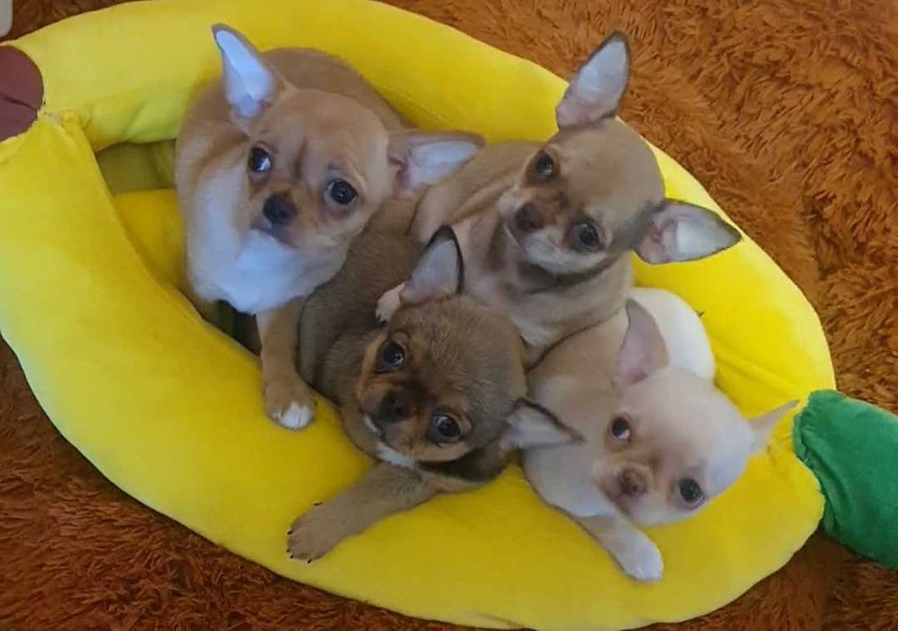 Братики й сестрички чихуахуа.