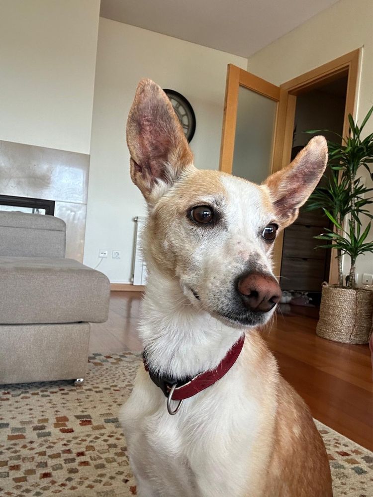 Cadela para adoção