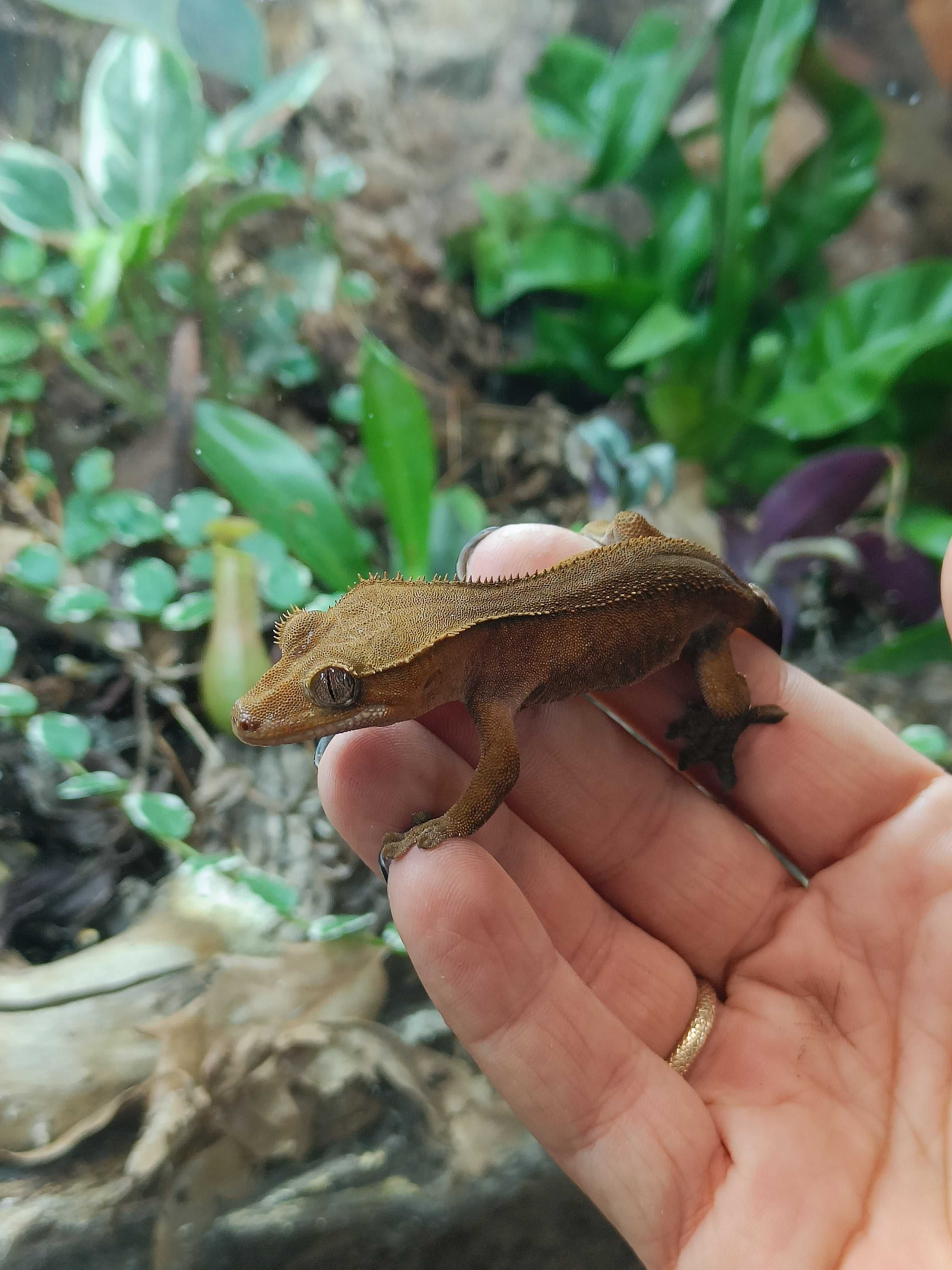 Gekon orzęsiony (Rhacodactylus ciliatus)