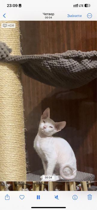 Донський сфінкс кошенята білого кольору , 2 місяці