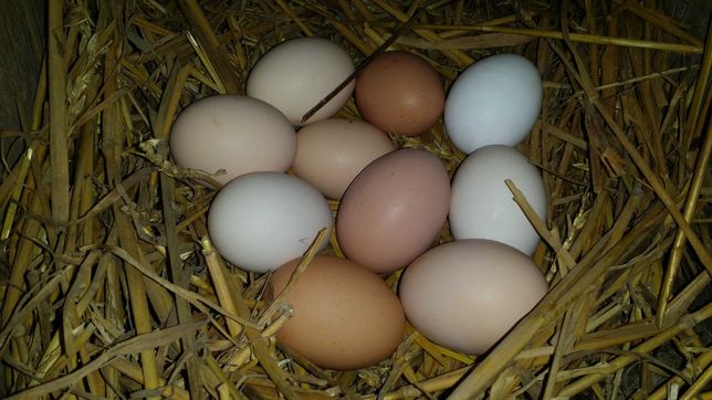 Jajka wiejskie od szczęśliwych kurek