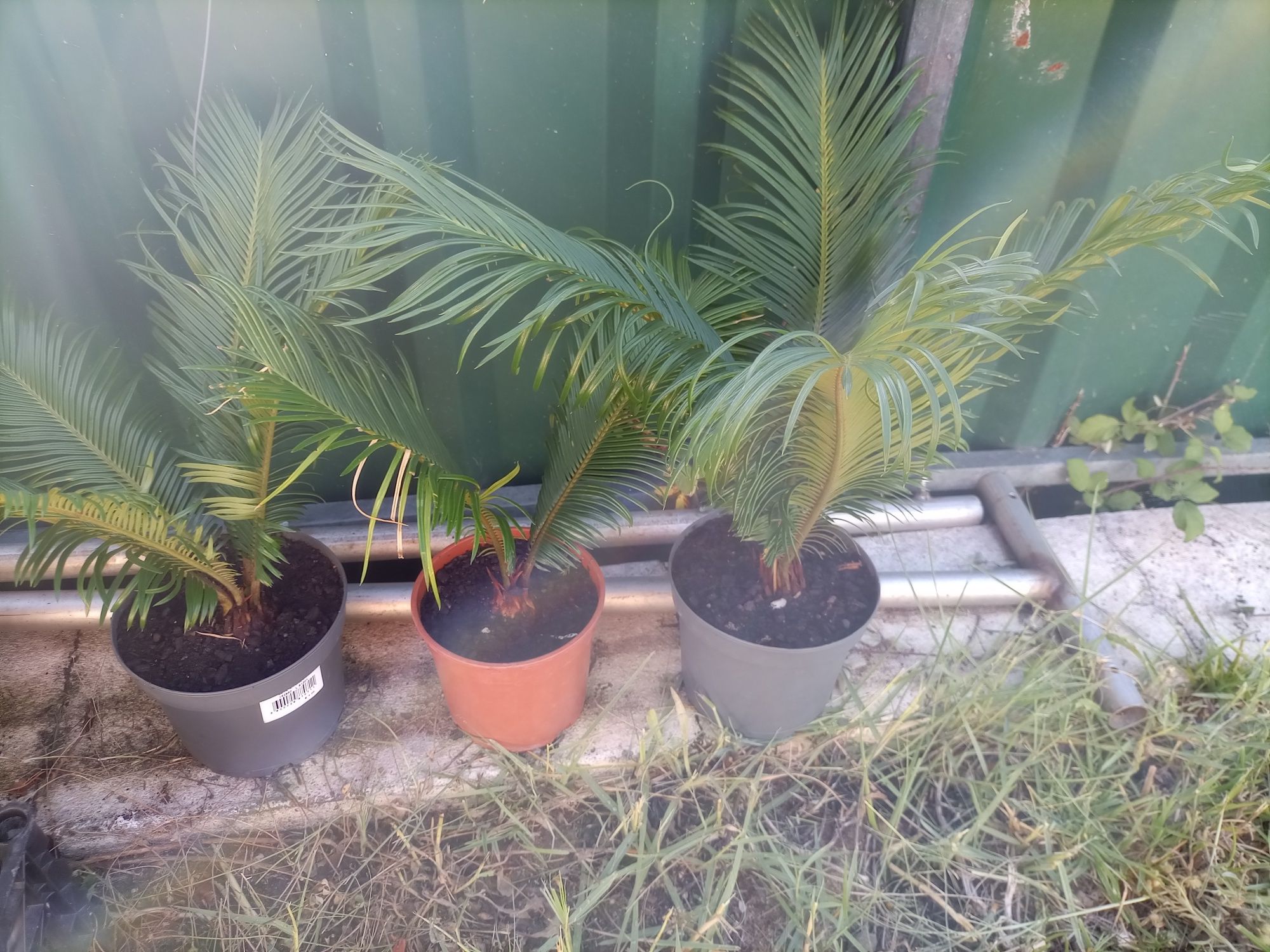 Vendo Plantas Cycas -