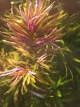 Limnophila aromatica