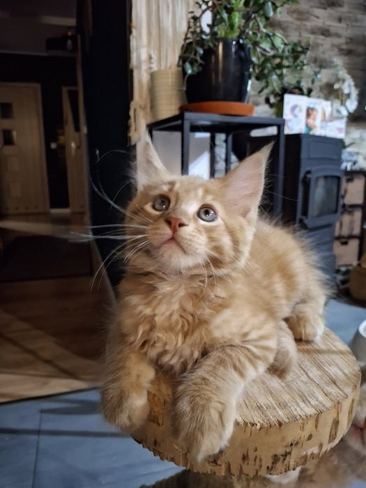 Maine coon kocięta