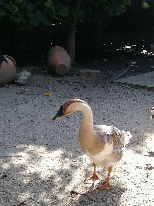 Gansos da Guiné (casal)