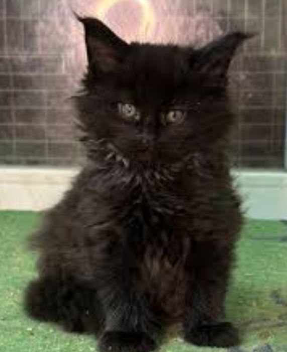 Продам шикарного котёнка