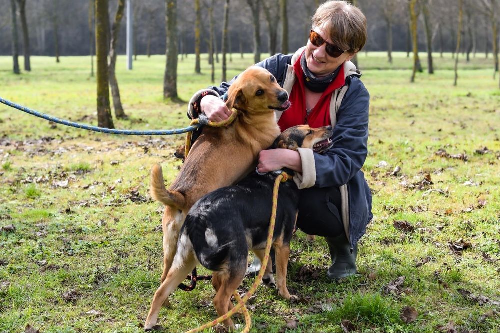 Buster - rudy pozytywny psiak do adopcji