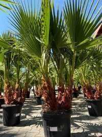 Palma 1,7 m Waszyngtonia  robusta piękna duża zdrowa POLECAM