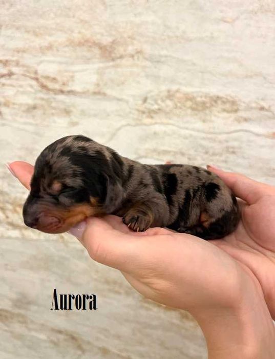 Jamnik standardowy krótkowłosy ZKwP  FCI merle / czarny podpalany