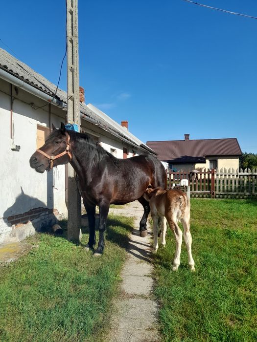 Klacz  ze  źrebką