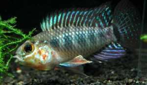 Apistogrammas Ciclídeos anões