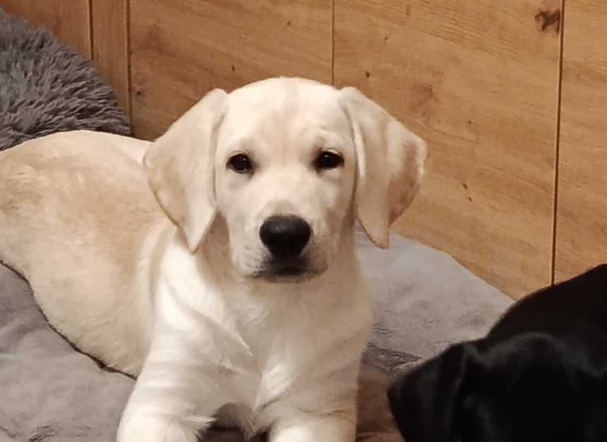 Biały Labrador – Wspaniały Chłopiec Szuka Domu