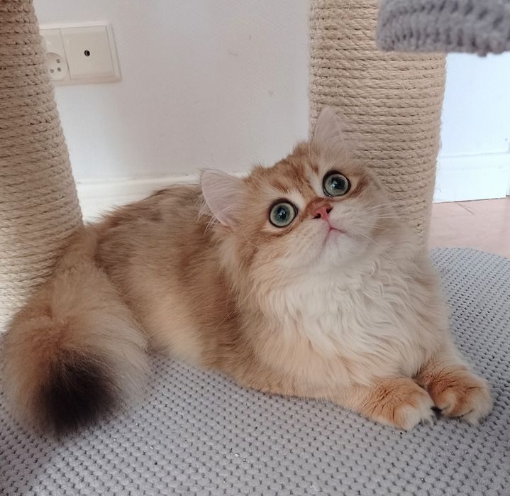 Dostępny-gotowy na nowy dom-i rodowodowy kocurek brytyjski złoty