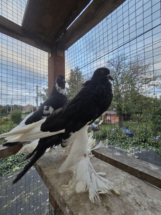 Garłacz Garłacze Pomorskie 25