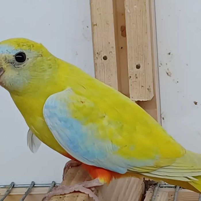 Disponiveis para cedência, Neophemas turquoisines.