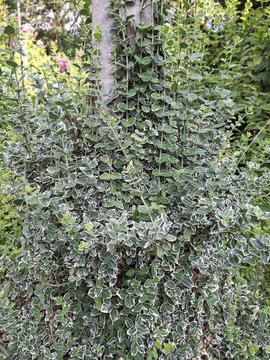 Дейция, Будлея, Форзиція, Вейгела, Спірея, Гортензія Анабель, Берескле