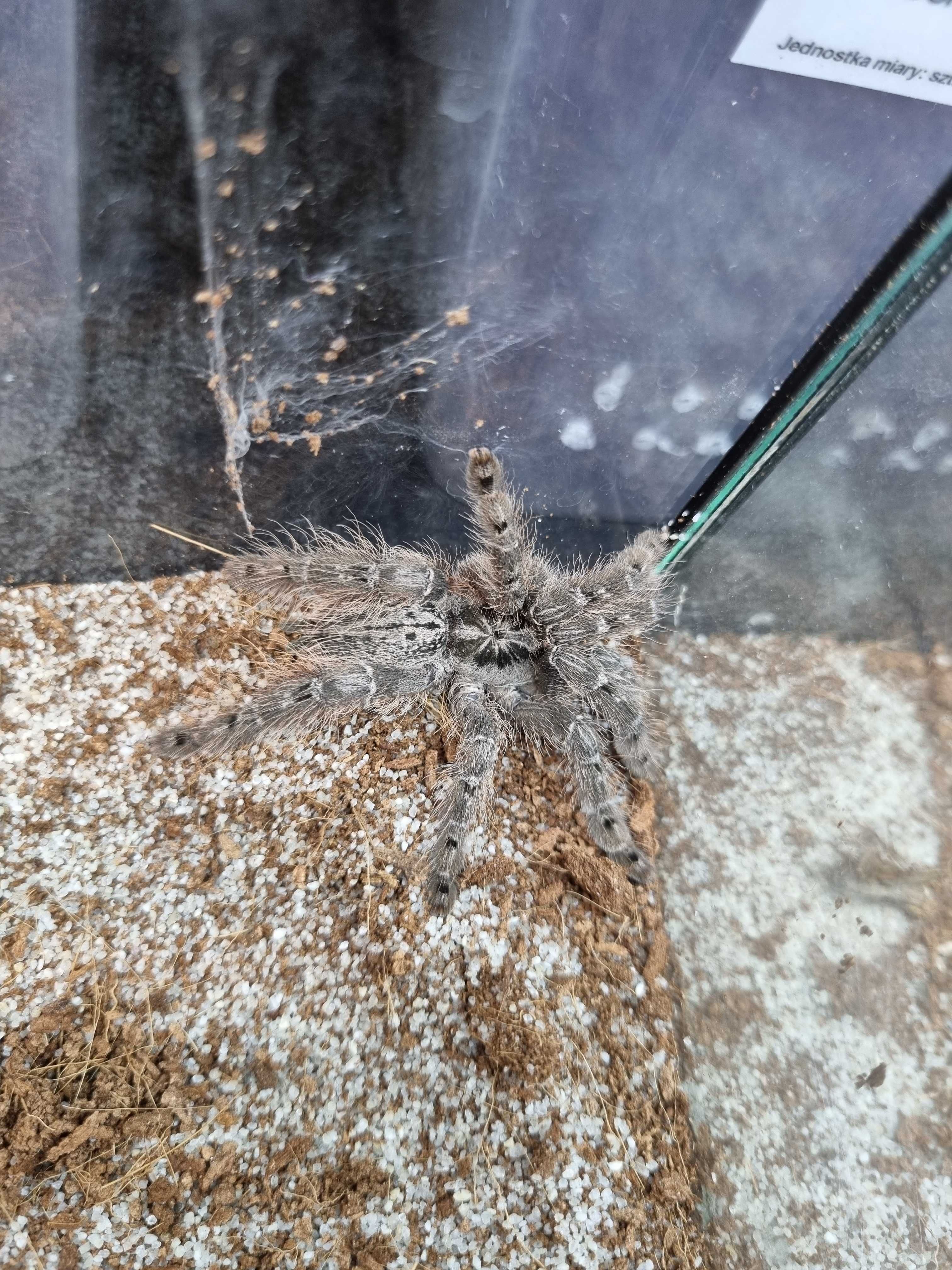 Ptasznik Heteroscodra maculata samica | pająk | Petmarket