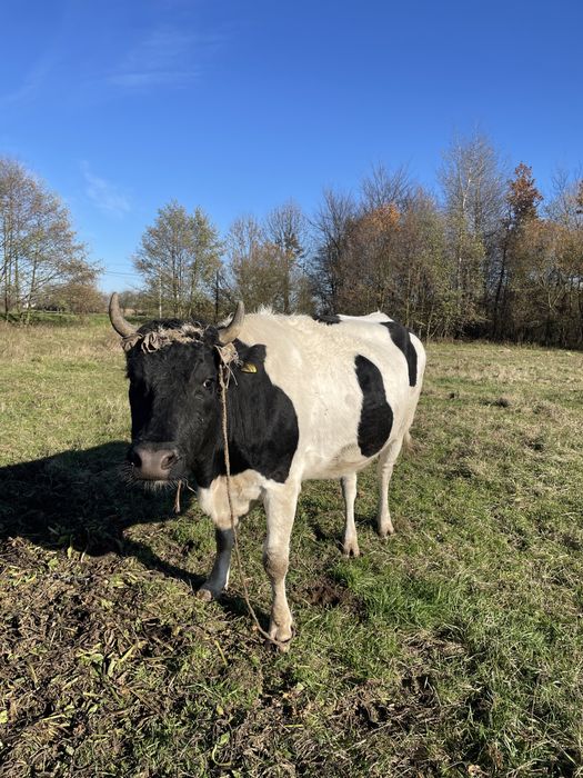 Sprzedam jałówke czarno biala zacielelona