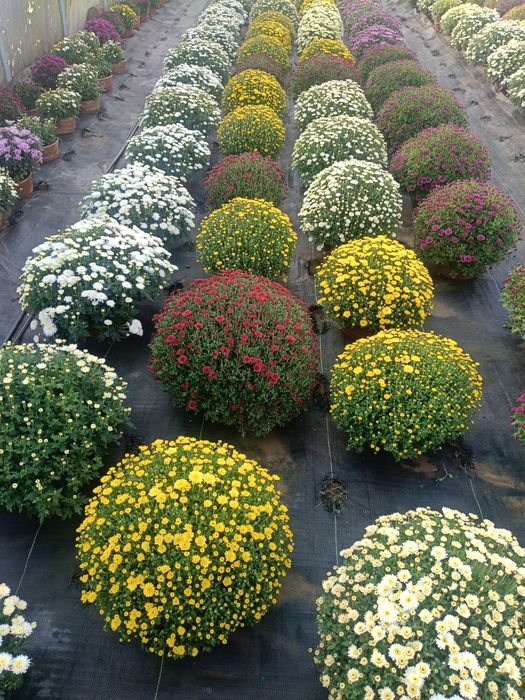 Chryzantemy drobnokwiatowe