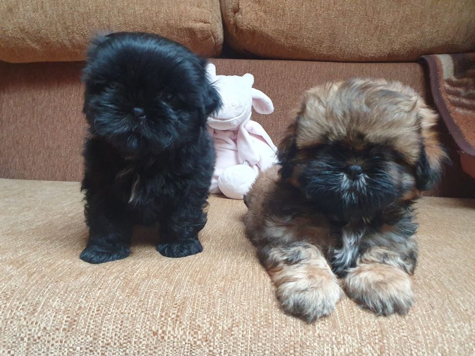 Shih Tzu czarna suczka zapraszam do rezerwacji