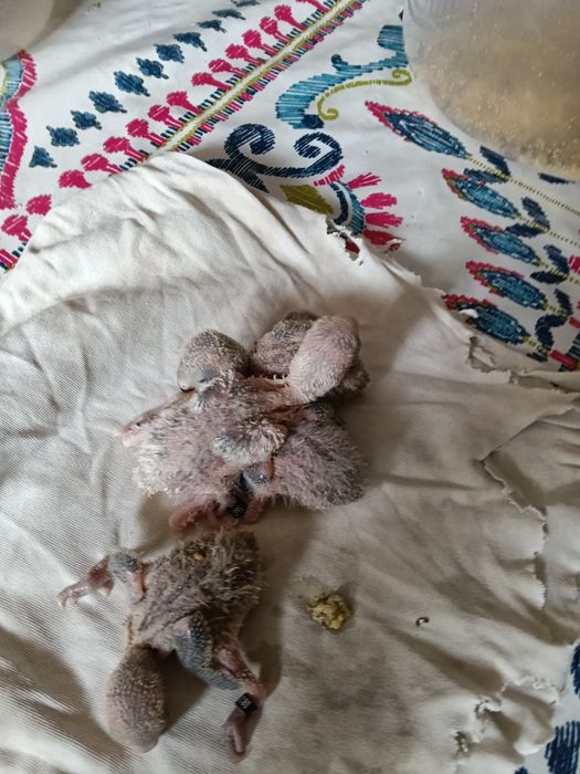 Vendo agraponis deste ano