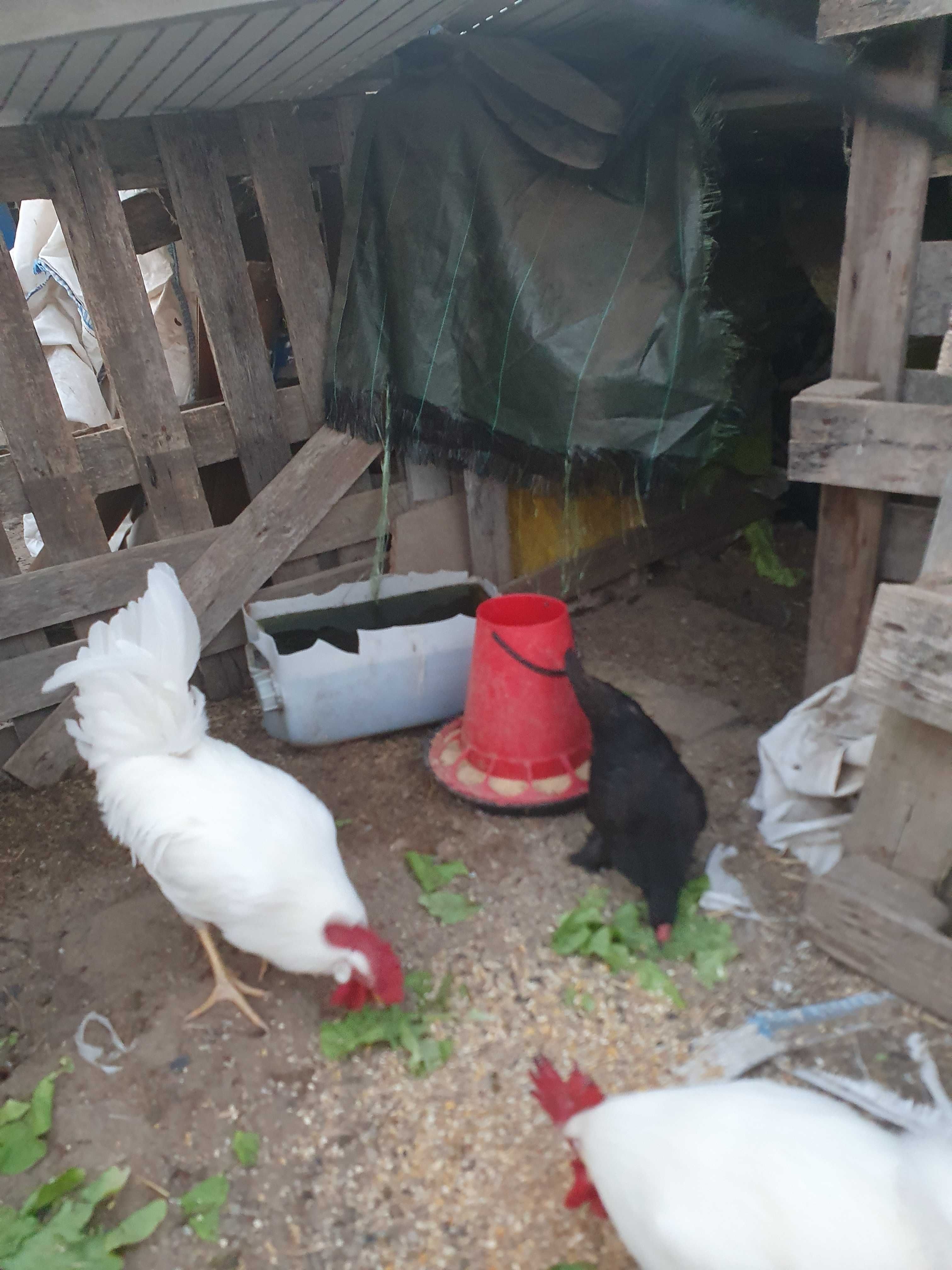 Galos  Leghorn  brancos.
