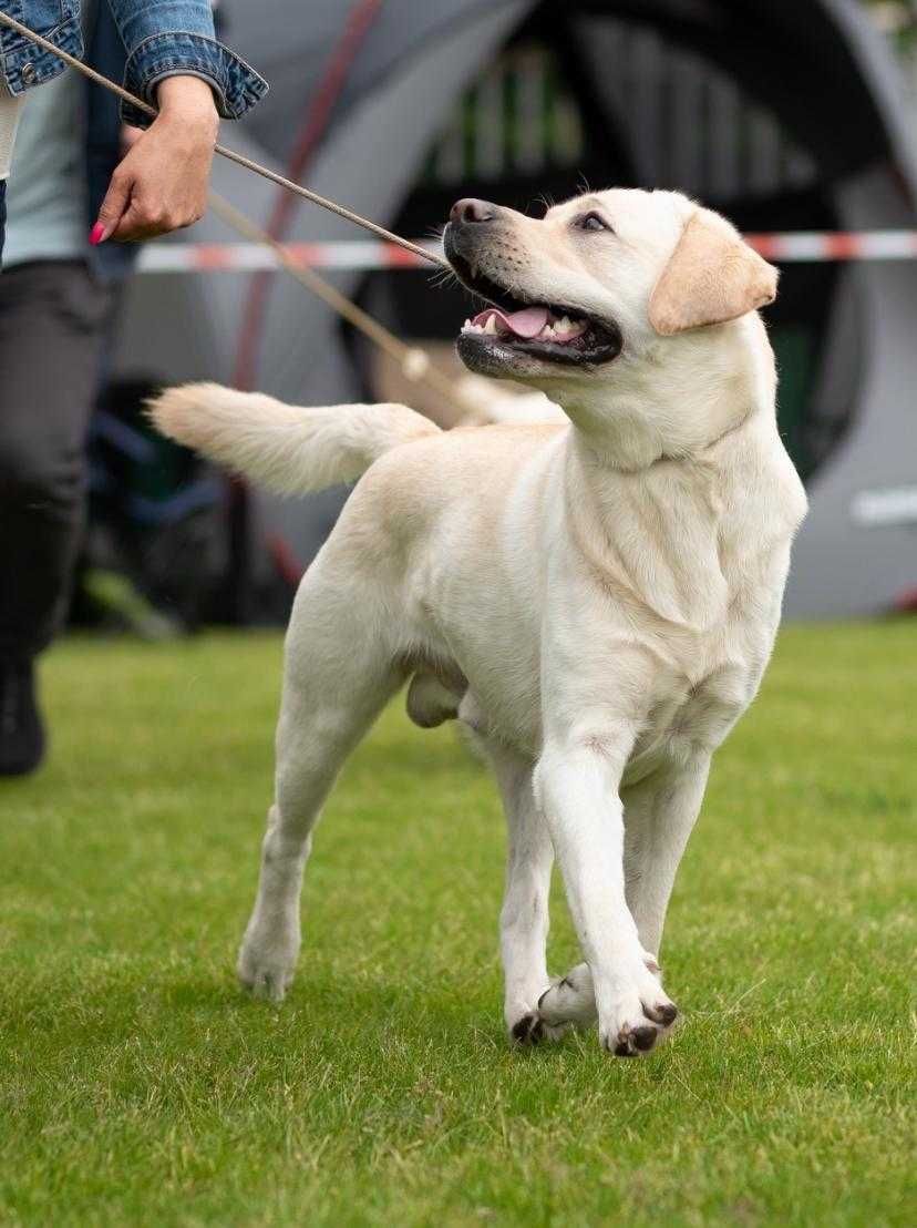 Labrador Retriever szczeniak ZKwP FCI /Ojciec Champion Polski