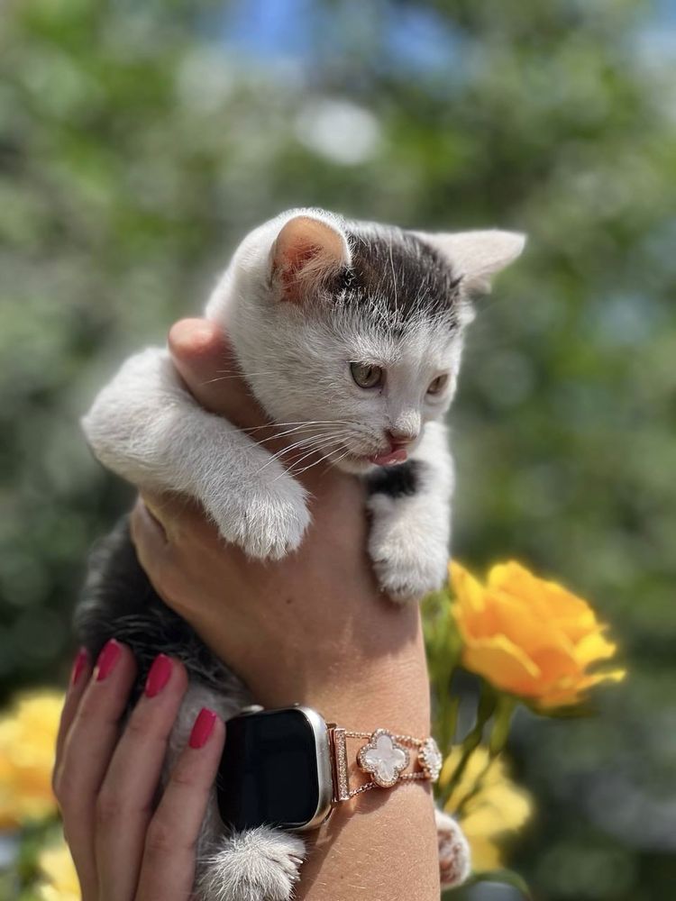 Кошенята  Безкоштовно!