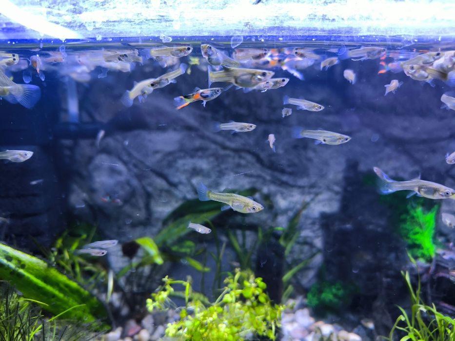 Gupiki, narybek gupika mix