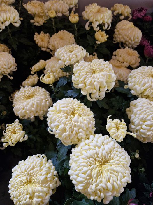 Chryzantemy na wszystkich świętych, chryzantema w doniczce