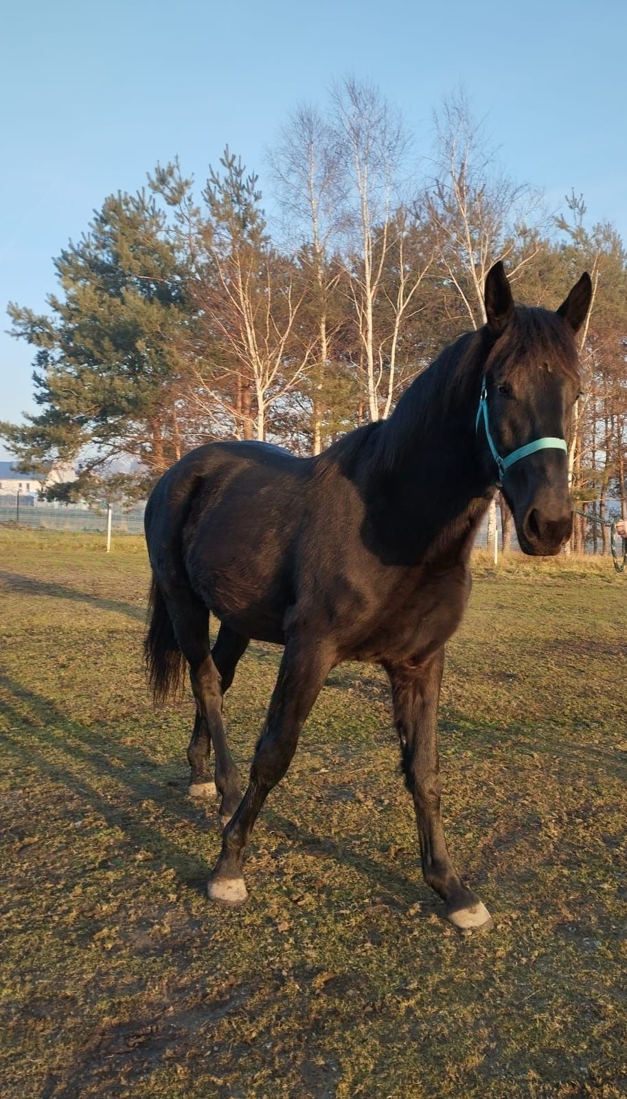 Sprzedam klacz rasy slaskiej