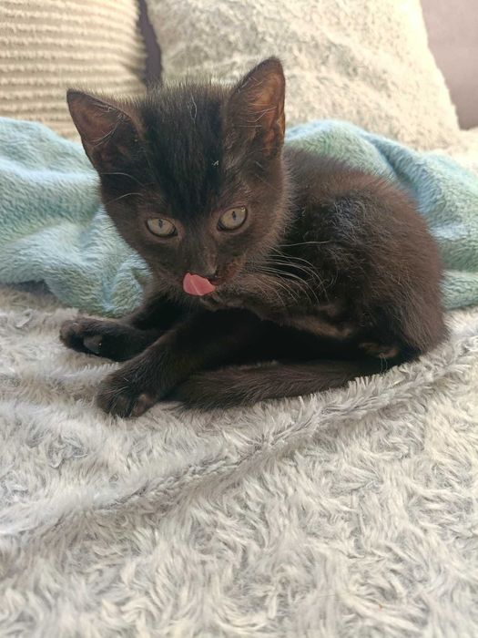 Margolcia czarne szczęście