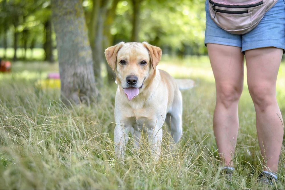 Dżeki-pies w typie labradora do odpowiedzialnej adopcji