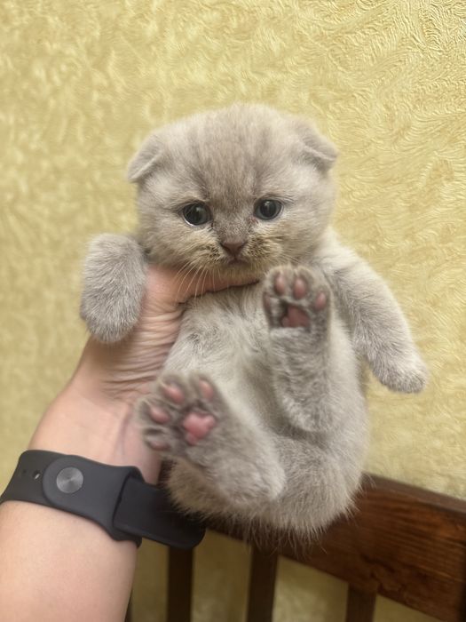 Продам шотландиских лиловых котят