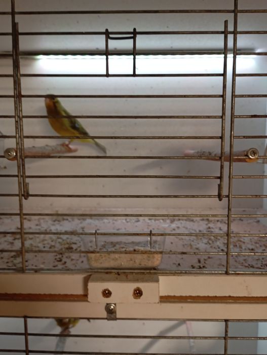 Na sprzedaż kanarki Zielone