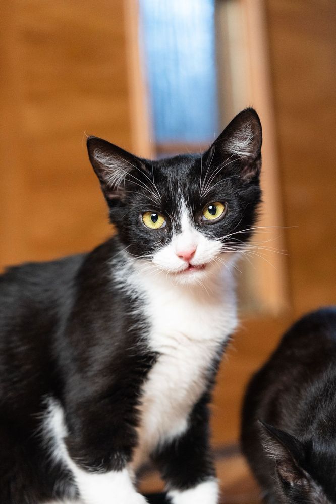 Filipek - piękny kocurek do adopcji