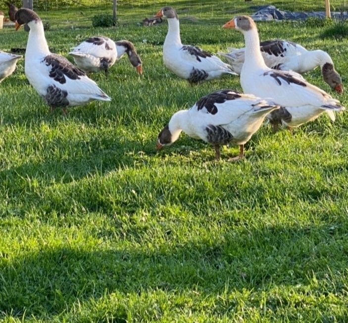 Kaczka  Dworka Gęsi Kołudzkie Kubańskie Landes